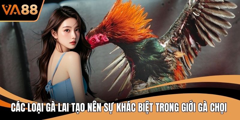 Các Loại Gà Lai Tạo Nên Sự Khác Biệt Trong Giới Gà Chọi