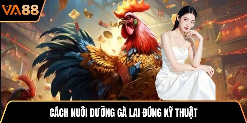 Cách nuôi dưỡng gà lai đúng kỹ thuật