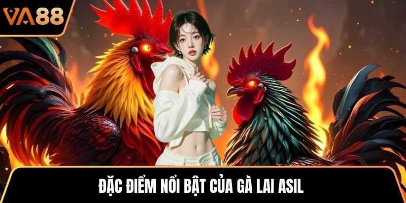 Đặc điểm nổi bật của gà lai Asil