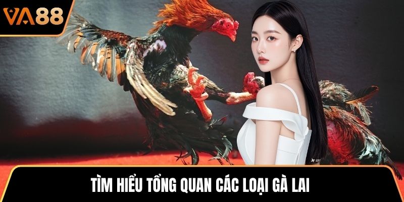 Tìm hiểu tổng quan các loại gà lai