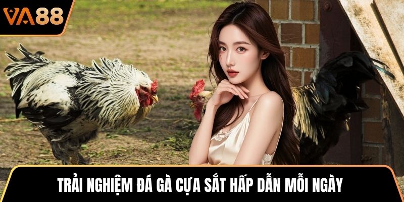 Trải nghiệm đá gà cựa sắt hấp dẫn mỗi ngày
